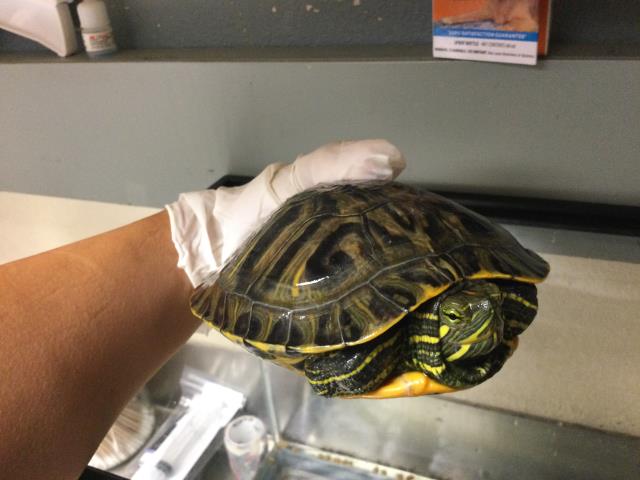 adoptable Turtle in Riverside, CA named TORTELLINI