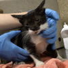adoptable Cat in Riverside, CA named MIGUEL