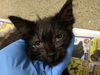 adoptable Cat in Riverside, CA named PIXEL