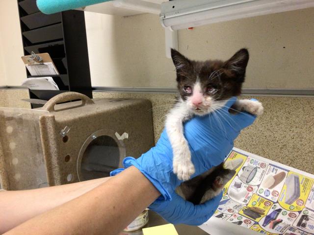 adoptable Cat in Riverside, CA named MABEL