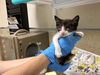 adoptable Cat in Riverside, CA named MABEL