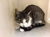 adoptable Cat in Riverside, CA named KYA