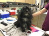 adoptable Dog in  named SCRUFF