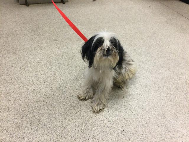 adoptable Dog in Riverside, CA named CHARLIE