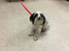 adoptable Dog in  named CHARLIE