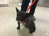 adoptable Dog in  named HERSHEY