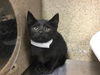 adoptable Cat in Riverside, CA named GALAXY