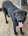 adoptable Dog in  named MAGGIE