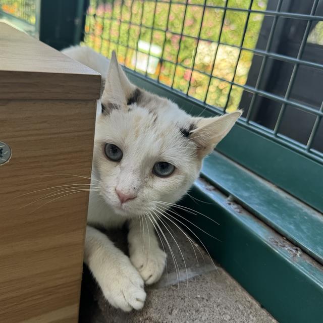 adoptable Cat in Riverside, CA named BLAKE