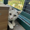 adoptable Cat in Riverside, CA named BLAKE