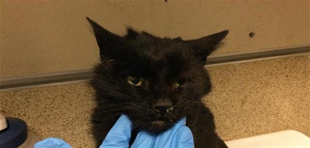 adoptable Cat in Riverside, CA named MIDNIGHT