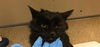 adoptable Cat in Riverside, CA named MIDNIGHT
