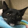 adoptable Cat in Riverside, CA named PROWL