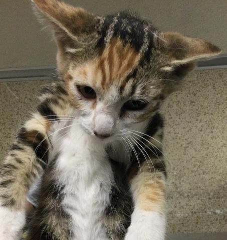 adoptable Cat in Riverside, CA named SPICE