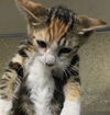 adoptable Cat in Riverside, CA named SPICE