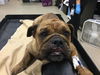 adoptable Dog in Riverside, CA named ROSIE