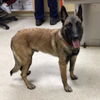 adoptable Dog in ,  named RICKY