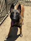 adoptable Dog in  named RICKY