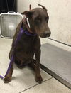 adoptable Dog in  named RED