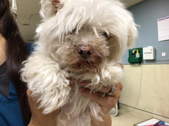 adoptable Dog in Riverside, CA named BUNNY
