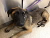 adoptable Dog in Riverside, CA named A1869654