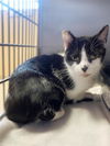 adoptable Cat in Riverside, CA named PRIMM