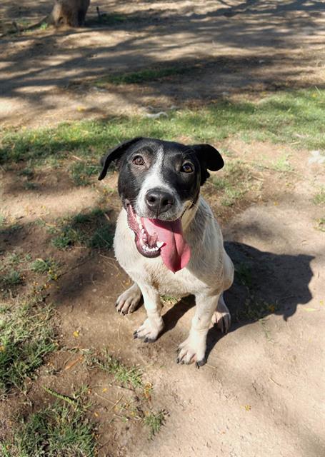 adoptable Dog in Riverside, CA named LOLITA