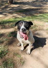 adoptable Dog in Riverside, CA named LOLITA