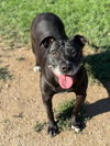 adoptable Dog in Riverside, CA named BELLA