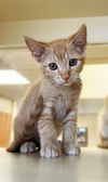 adoptable Cat in Riverside, CA named CHEETO
