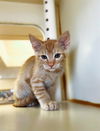 adoptable Cat in Riverside, CA named NACHO