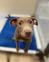 adoptable Dog in Riverside, CA named JENNA