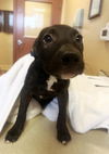 adoptable Dog in Riverside, CA named TRUFFLES