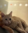 adoptable Cat in Riverside, CA named SKIPPY