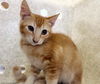 adoptable Cat in Riverside, CA named CHESTER