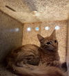 adoptable Cat in Riverside, CA named FALCON