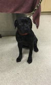 adoptable Dog in Riverside, CA named TINY