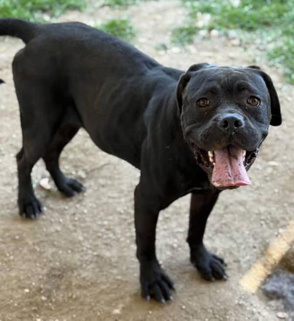 adoptable Dog in Riverside, CA named TINY