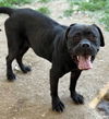 adoptable Dog in  named TINY