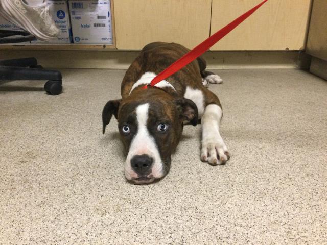 adoptable Dog in Riverside, CA named BABY GIRL