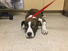 adoptable Dog in Riverside, CA named BABY GIRL