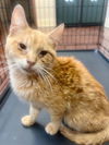 adoptable Cat in  named TIGGER
