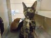 adoptable Cat in Riverside, CA named SIRENA