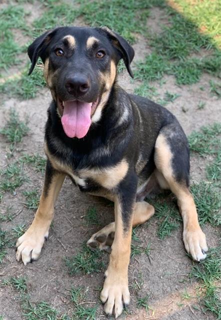 adoptable Dog in Riverside, CA named ALBERT