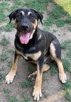 adoptable Dog in  named ALBERT