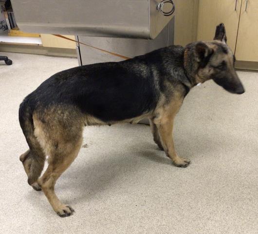adoptable Dog in Riverside, CA named A1865282