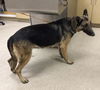 adoptable Dog in  named A1865282