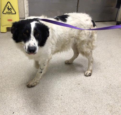 adoptable Dog in Riverside, CA named A1865284