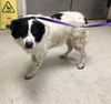 adoptable Dog in  named A1865284