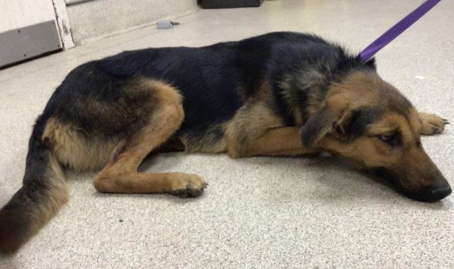 adoptable Dog in Riverside, CA named A1865286